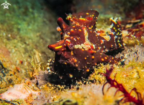 A Antennarius pictus | Juv. Frog fish 