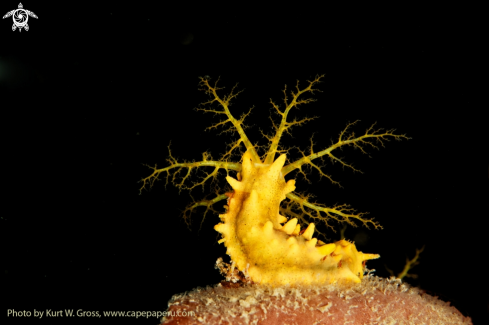 A sea ​​cucumbers