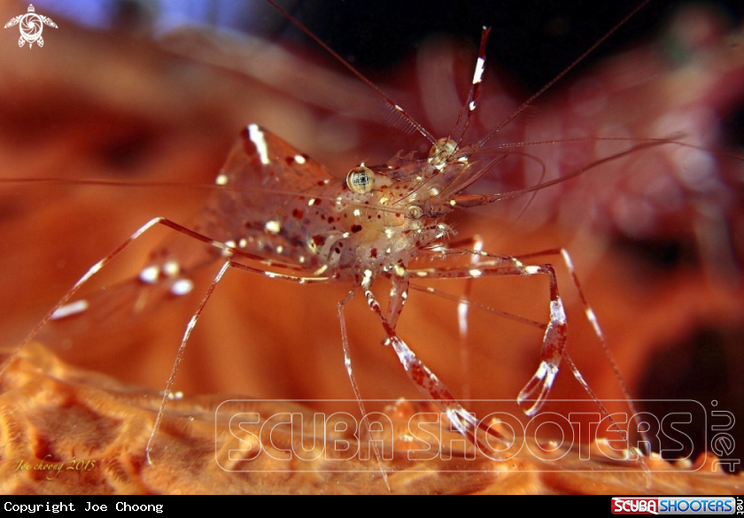 A Clear cleaner shrimp