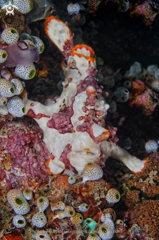 A White Frogg Fish