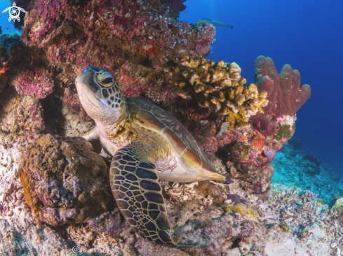 A Green Sea Turtle