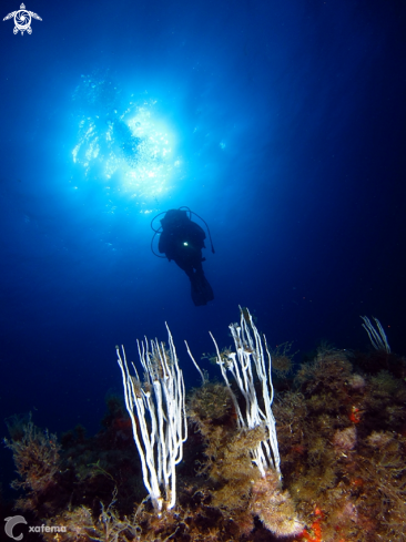 A underwater creature