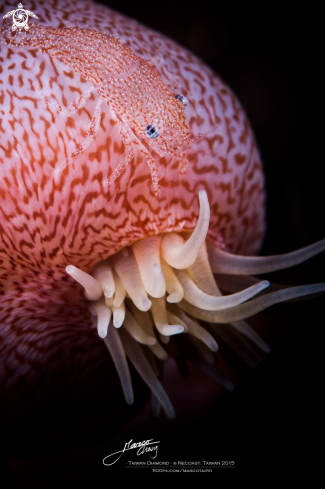 A leopard shrimp