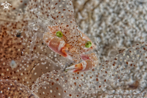 A Porzellan Crab