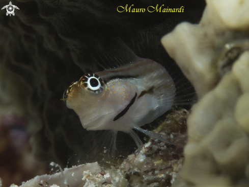 A Blenny