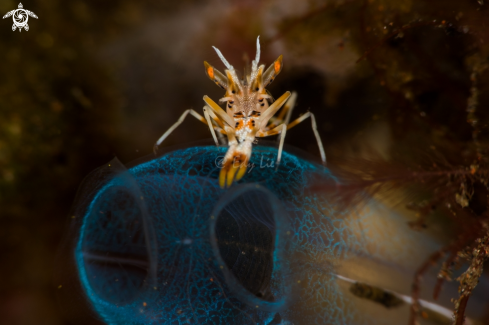 A Tiger Shrimp