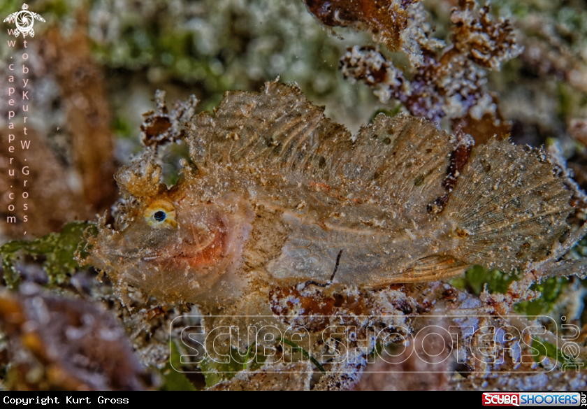 A Ambon Scorpion Fish Juv.