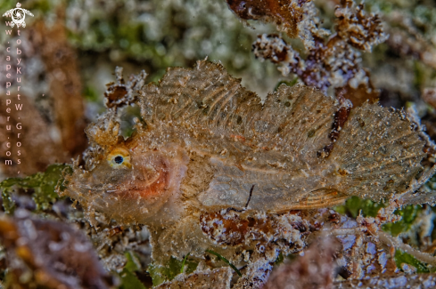 A Ambon Scorpion Fish Juv.