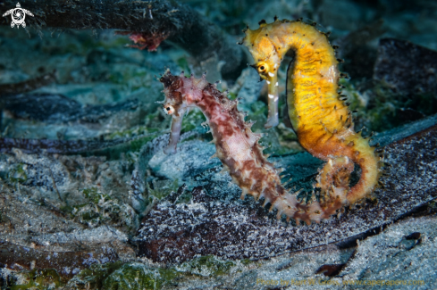 A Seahorse in love