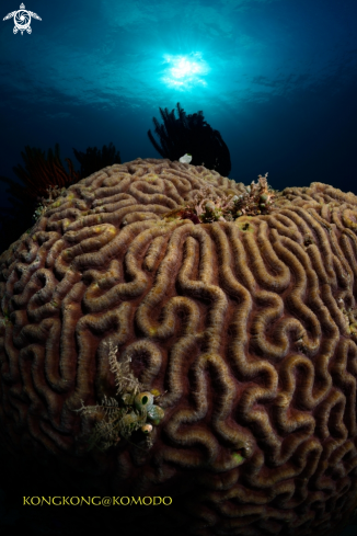 A Brain Coral