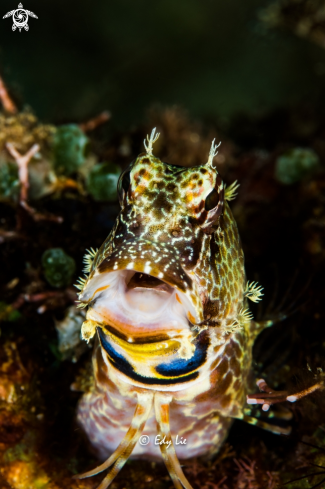 A Blenny