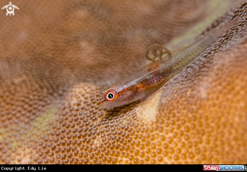 A Goby with parasite
