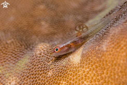 A Goby with parasite