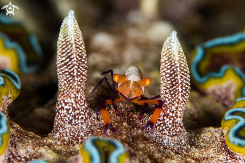 A Glossodoris Cincta and Periclimenes imperator