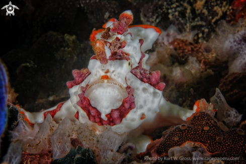 A Antennarius maculatus | Frog Fish