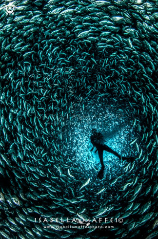 A Mediterranean sea fish factory