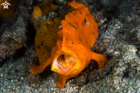 A Frog Fish