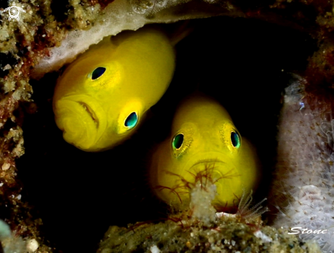 A Yellow Goby