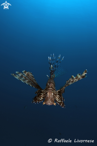 A Lion fish