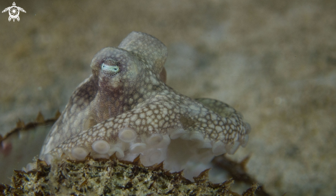 A Coconut Octopus