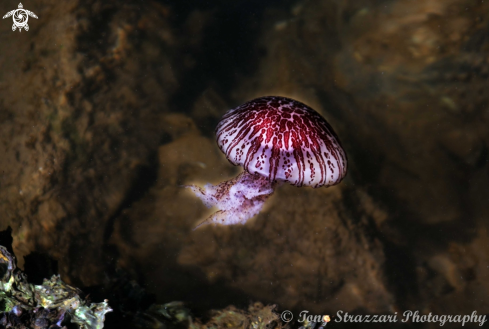 A Scyphozoans | Jellyfish