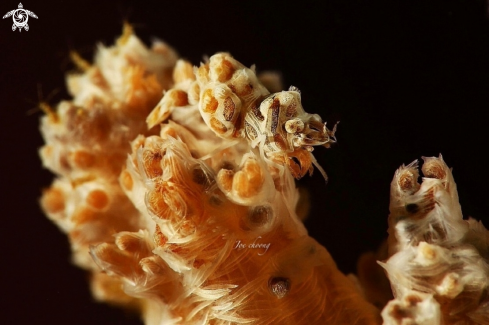 A Alcyonohippolyte dosenmus  | Humpback soft coral shrimp