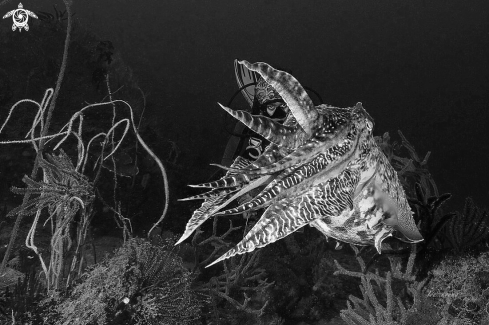 A Sepia latimanus  | Cuttlefish & diver