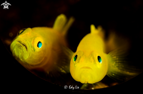A Yellow Goby