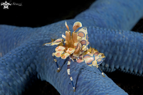 A Harlequin shrimp