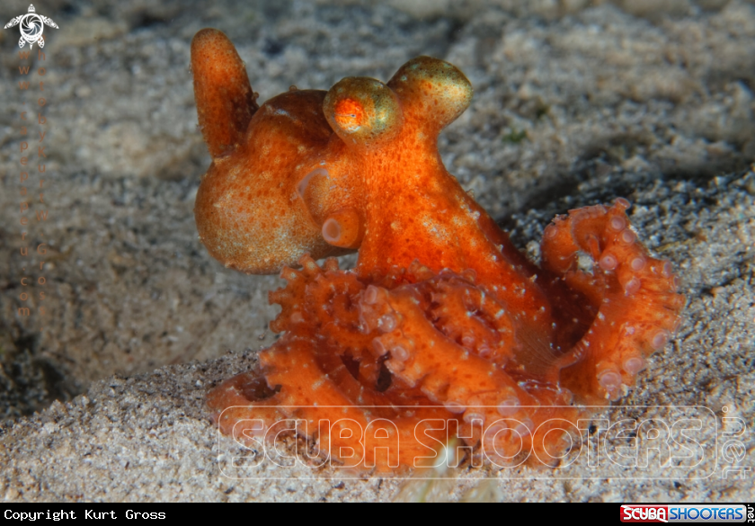 A Longarm Octopus