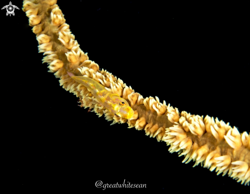 A Whip coral goby