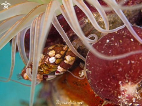 A Lissocarcinus laevis | Red and white harlequin crab