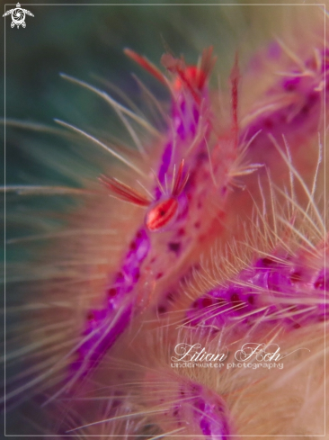 A Lauriea siagiani | Hairy Squat Lobster