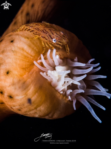 A leopard shrimp