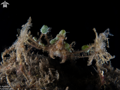 A Decorator Crabs