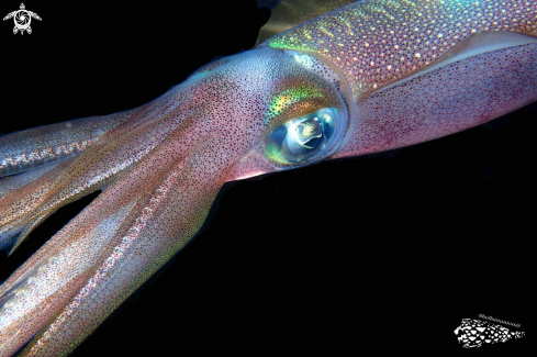 A squid