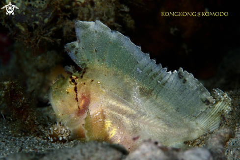 A Leaf fish