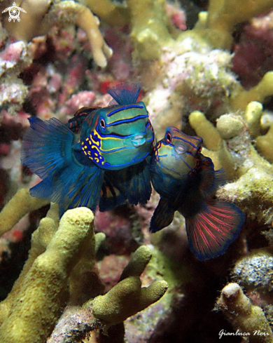 A Synchiropus splendidus | Mandarin fish