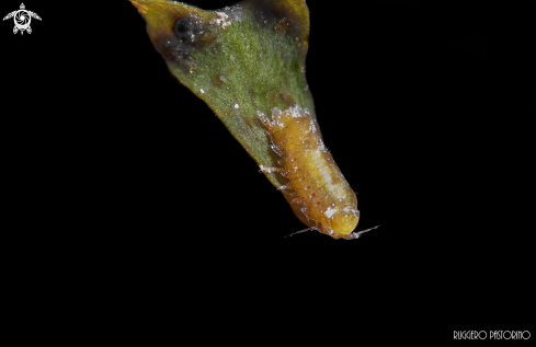 A Isopod