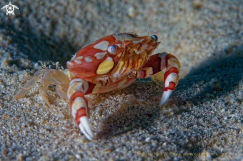 A Lissocarcinus laevis | Porzellan Crab