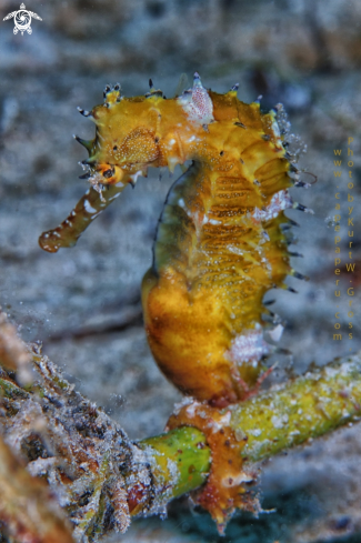 A Histrix Seahorse