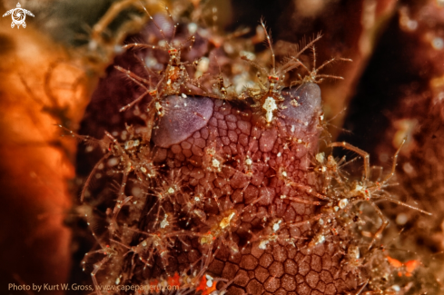 A ? | Skeleton shrimp's