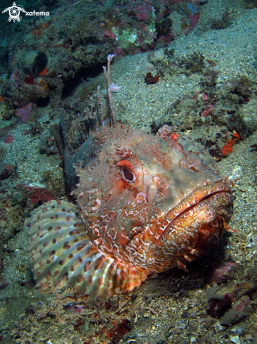 A underwater creature