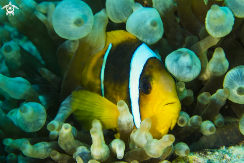 A clownfish