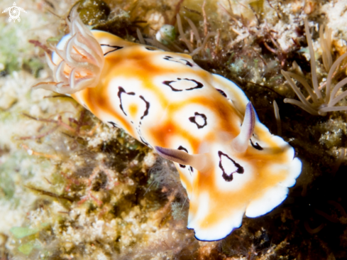 A Chromodoris Leopardus