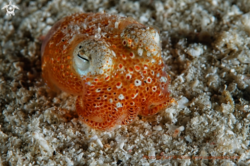 A Sepidarium kochi | Squid
