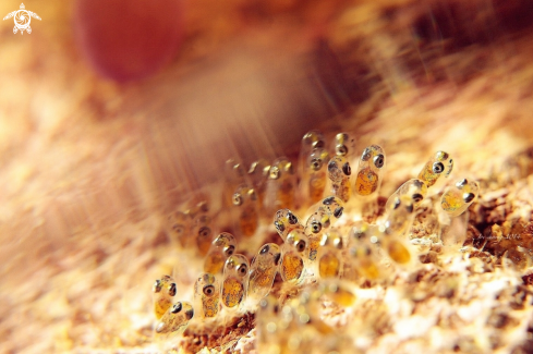 A Amphiprion ocellaris (egg) | Clownfish eggs