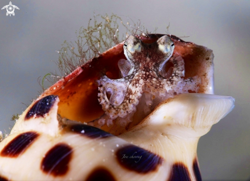 A Amphioctopus Marginatus v Terebridae | Coconut octopus v Augers shell 
