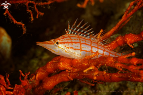 A Oxycirrhites typus | Hawkfish