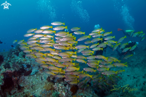 A yellow striped snappers